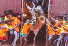 புதுக்கோட்டை அருகே நடந்து வரும் ஜல்லிக்கட்டில் 2000 ரூபாய் கொடுத்தால் டோக்கன் வழங்கப்படும் என்று நிலையால் வேதனையில் புலம்பும் ஜல்லிக்கட்டு மாட்டின் உரிமையாளர்கள்!