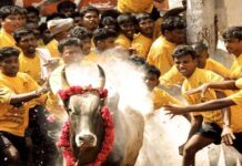 ஜல்லிக்கட்டு வழக்கில் இன்று தீர்ப்பு வழங்குகிறது உச்ச நீதிமன்றம்