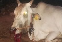 புதுக்கோட்டை அருகே நாட்டு வெடிகுண்டு வெடித்ததில் பசுமாடு உயிருக்கு போராட்டம்!