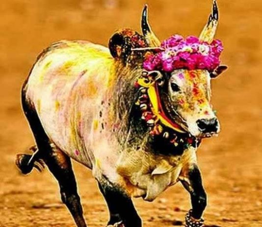 ஜல்லிக்கட்டுக்கு வழிகாட்டு நெறிமுறைகள் வெளியீடு ஜல்லிக்கட்டு போட்டி நடத்துவதற்கான விண்ணப்பங்கள் அனைத்தும் இணையவழியில் மட்டுமே அனுப்ப வேண்டும்.